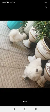 منبع اگزوز مدل بلوچی