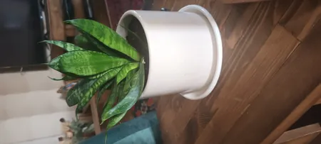 گل طبیعی سانسوریا تافکو مدل پا کوتاه کد s1