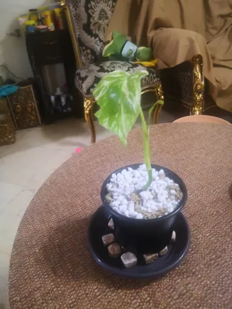 مجموعه 10عددی گلدان ژله ای سایز 10 ارتفاع 9 سانتی متر