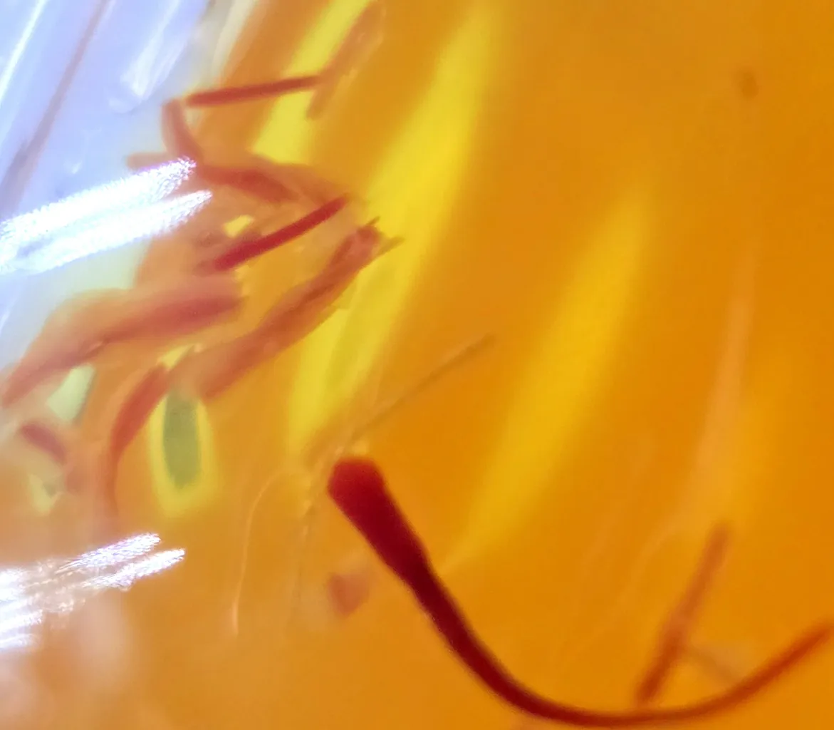 زعفران ویژه زرشا - 4.608 گرم