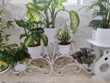 استند گلدان مدل فلوریا