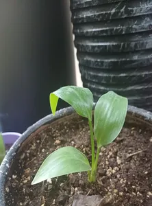 تجریه خرید بذر گل پرنده بهشتی فصل سبز کد FSSEED-32