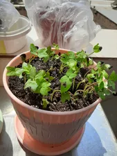 تجریه خرید بذر گل نیلوفر رونده الوان آذر سبزینه مدل A138