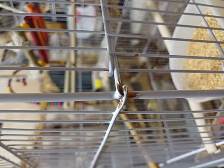 قفس عروس هلندی مدل 1034