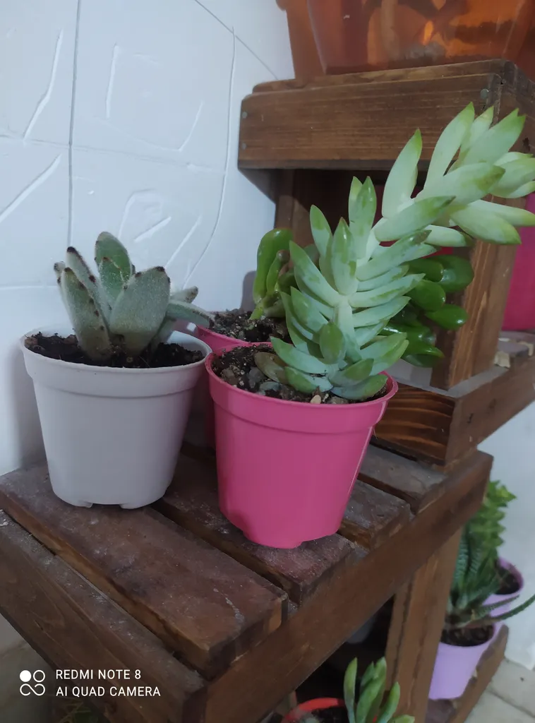 گیاه طبیعی کاکتوس و ساکولنت آیدین کاکتوس کد CB-004 بسته 12 عددی