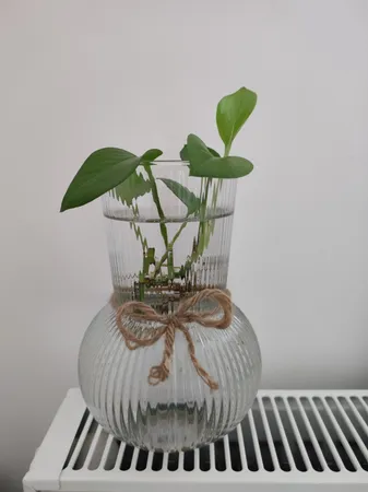 گلدان دکوری مدل شیشه ای دنیز