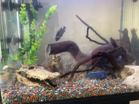 جمجمه تزیینی آکواریوم کد MS