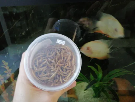 غذای ماهی و لاک پشت فود فارمز لند مدل میلورم وزن 50 گرم