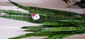 تجریه خرید آویز تزیینی خودرو طرح چشم نقولی