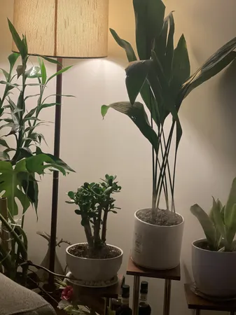 گیاه طبیعی برگ عبایی تافکو کد 1x