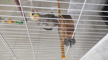 چوب نشیمنگاه پرندگان مدل BIRD FLAT -12