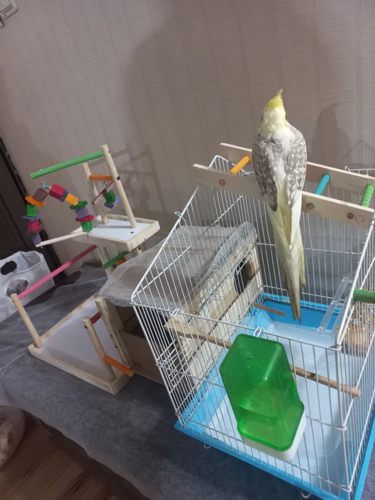 لانه پرنده مدل عروس هلندی درب کشویی طرح چوبی