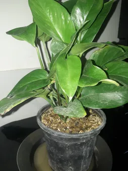 گیاه طبیعی پتوس سبز کد 101