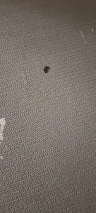 تجریه خرید زیر انداز یوگا پاندا مت مدل ABRANG-160 ضخامت 8 میلی متر