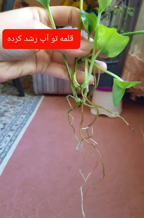 کود کامل NPK سه بیست گیلدا کد 20-20-20 وزن 25 گرم