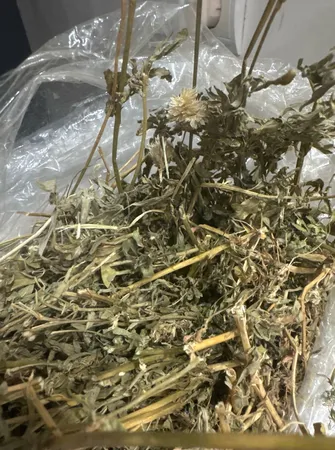 یونجه خشک خرگوش و جوندگان لوپ هاوانا کد 011 وزن 1000گرم