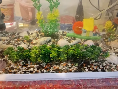 گیاه تزیینی آکواریوم مدل چمن خطی مونت کارلو