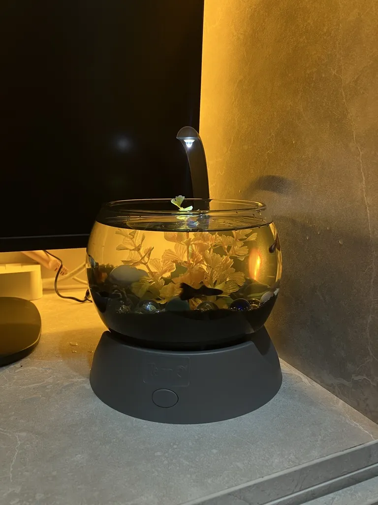 تنگ ماهی تترا مدل Betta BOWL