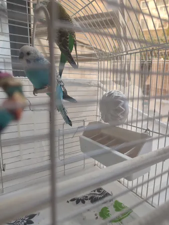 سنگ کلسیم طوطی سانان توکا مدل tooka 003 وزن 80 گرم