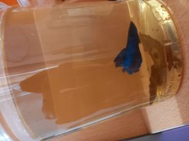 غذای ماهی فایتر پروتکت نیچر مدل Betta Orbit وزن 50 گرم