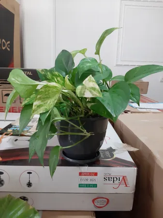 گلدان طرح ارکیده کد 164