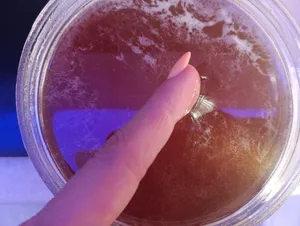 تجریه خرید عسل چندگل ارزندی  -  1900 گرم