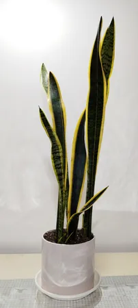 گل طبیعی سانسوريا ابلق تافکو کد 2023