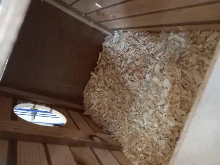 لانه پرنده مدل عروس هلندی