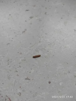 بذر بنسای آدنیوم زرد سانیا سید مدل A02