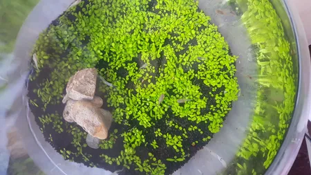 بذر پلنت آکواریوم مدل چمن ریز کوبایی