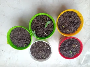 تجریه خرید بذر گلهای پرگلبرگ گرین فارم کد 0025 بسته 5 عددی