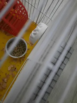 سنگ کلسیم جوندگان زوریچ مدل 0113 وزن 80 گرم