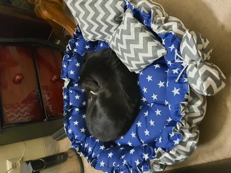 جای خواب سگ و گربه مدل mypet367