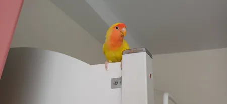 گلدان کلاسیک مدل G3010 بسته 6 عددی