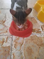 تجریه خرید کنسرو غذای گربه نوتری پت مدل Chicken Pate وزن 425 گرم