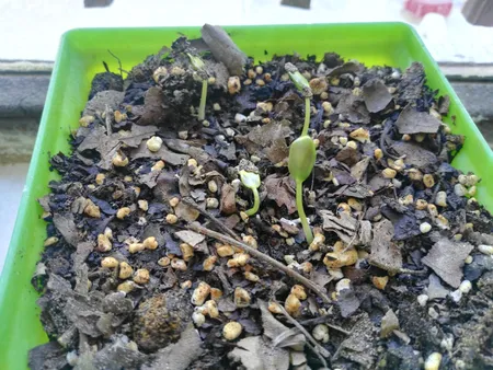 بذر بنسای ارغوان سانیا سید مدل S6