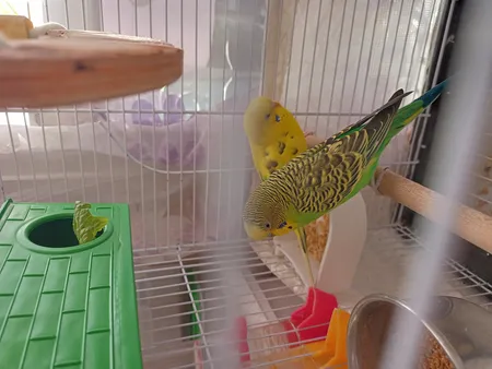 لانه پرنده مدل آجری کد 20109