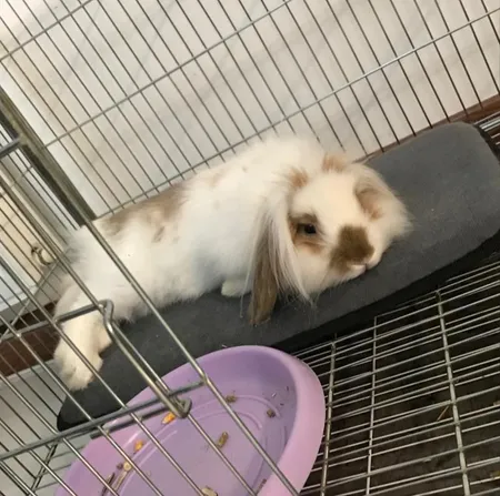 تشک خواب سگ و گربه کد TB-113