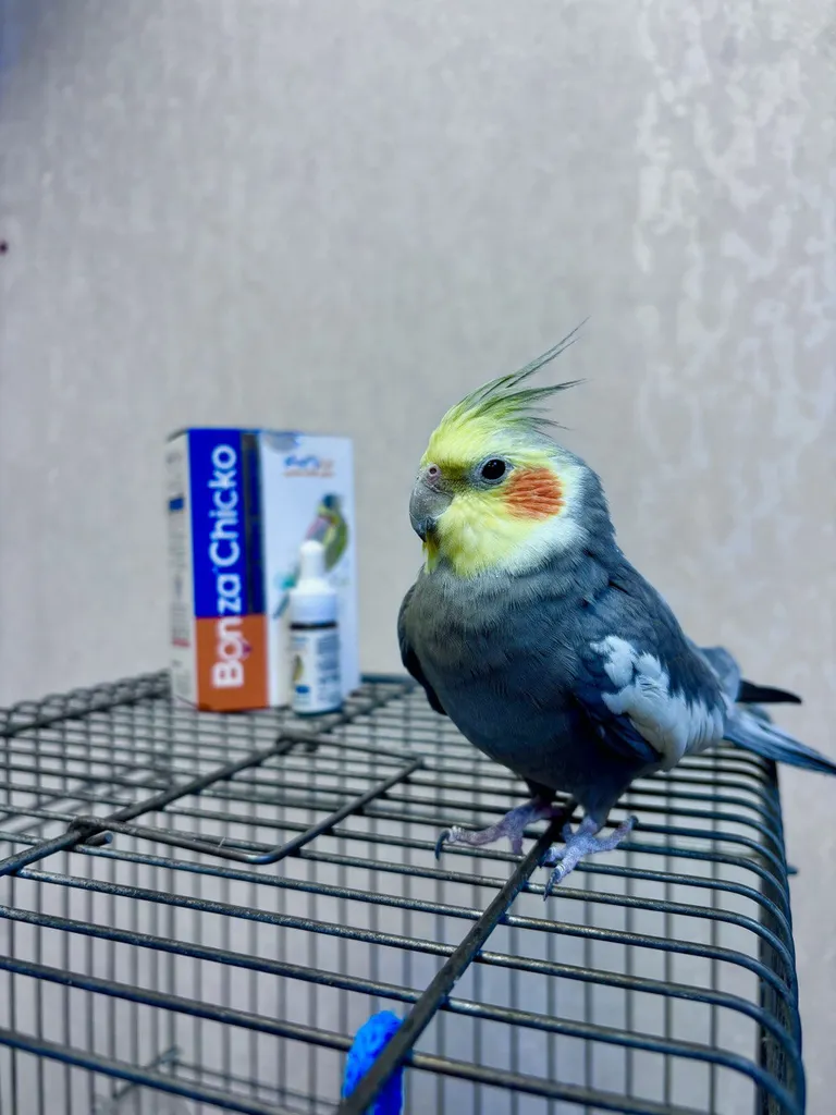 مکمل غذای پرندگان زینتی بن زا چیکو کد 03547 حجم 5 میلی لیتر