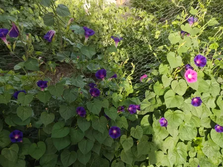 بذر گل نیلوفر رونده الوان گلبرگ پامچال کد GPF-093