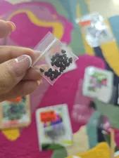 تجریه خرید بذر گل نیلوفر رونده الوان سانیا سید مدل D5