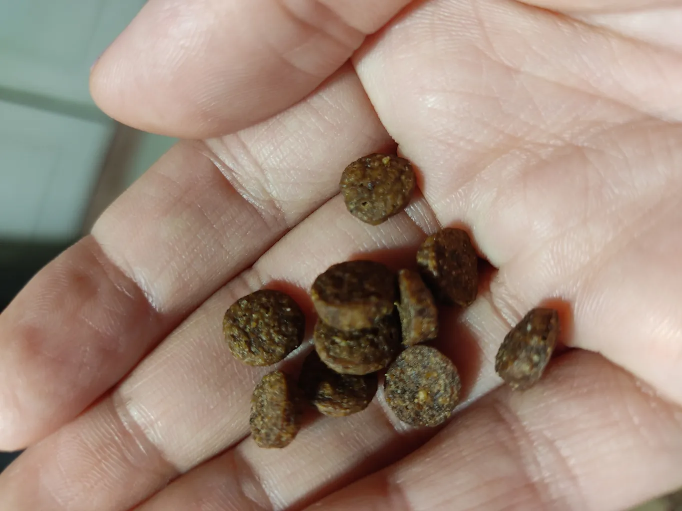 غذای خشک گربه پتیوم مدل ADULT وزن 1.5 کیلوگرم