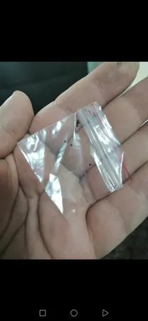 بذر گل حسن یوسف بذر طلایی رویان کد BZT-126