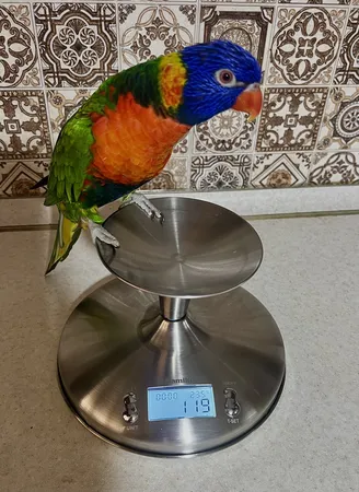 ترازو دیجیتال همیلتون مدل SH-226