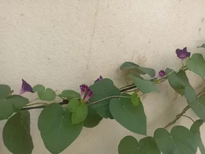 تجریه خرید بذر گل نیلوفر رونده الوان گلبرگ پامچال کد GPF-093