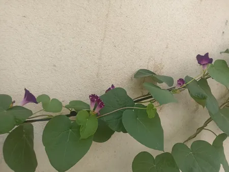 بذر گل نیلوفر رونده الوان گلبرگ پامچال کد GPF-093