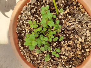 تجریه خرید بذر نعناع آرکا بذر ایرانیان کد 202-ARK