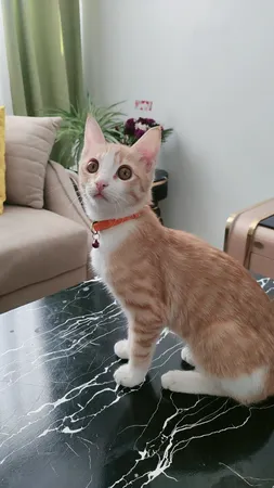 غذای خشک گربه مفید مدل ADULT1400 وزن 2 کیلوگرم