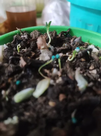 بذر چمن دایکوندرا سانیا سید مدل D5