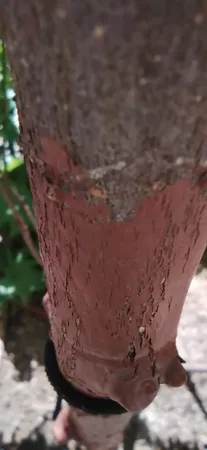 چسب باغبانی سمیران مدل Latex وزن 1000 گرمی